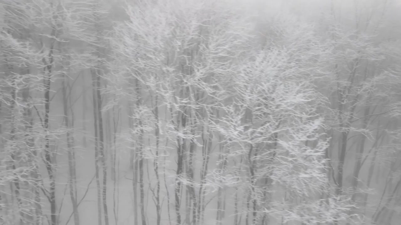 Aerial View of Snowy Forest in Dense Winter Fog