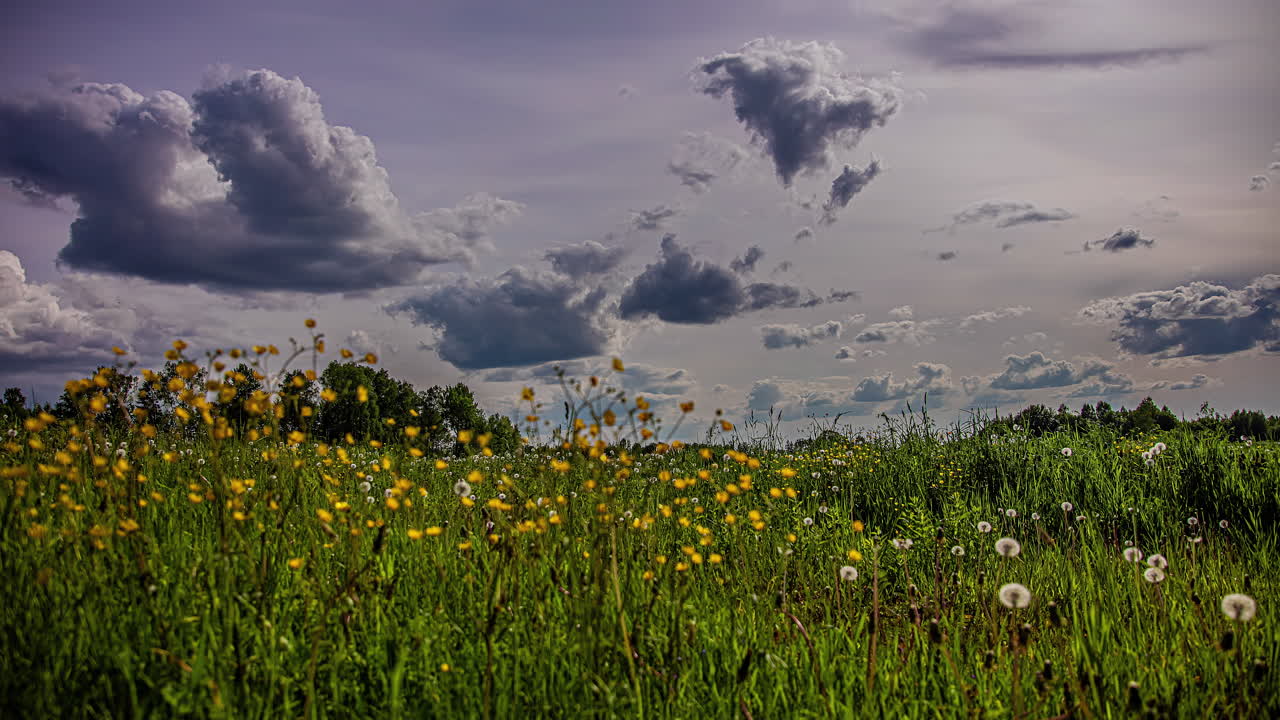 Close up shot of meadow surrounded with wild yellow taraxacum or dandelion flowers blooming on a cloudy day in timelapse
