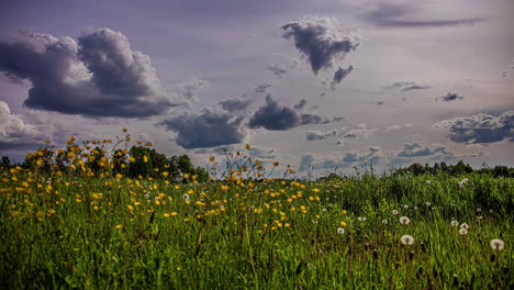 primer plano de la pradera rodeada de taraxacum amarillo salvaje o flores de diente de león que florecen en un día nublado en timelapse