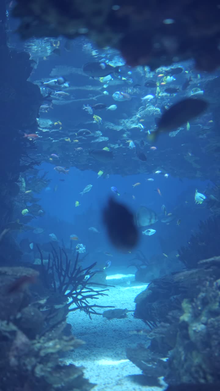 Vibrant Underwater Scene with Diverse Tropical Fish and Coral Reef