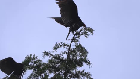 Truthahngeier-Krächzt-Und-Schlägt-Mit-Den-Flügeln-Oben-Auf-Einem-Baum-Nach-Einem-Gewitter