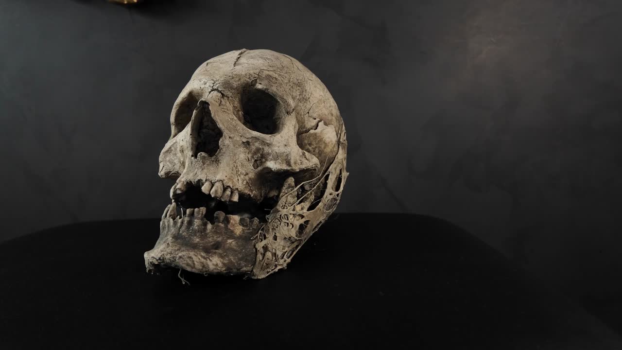 Human skull displayed on a dark surface against a plain dark background