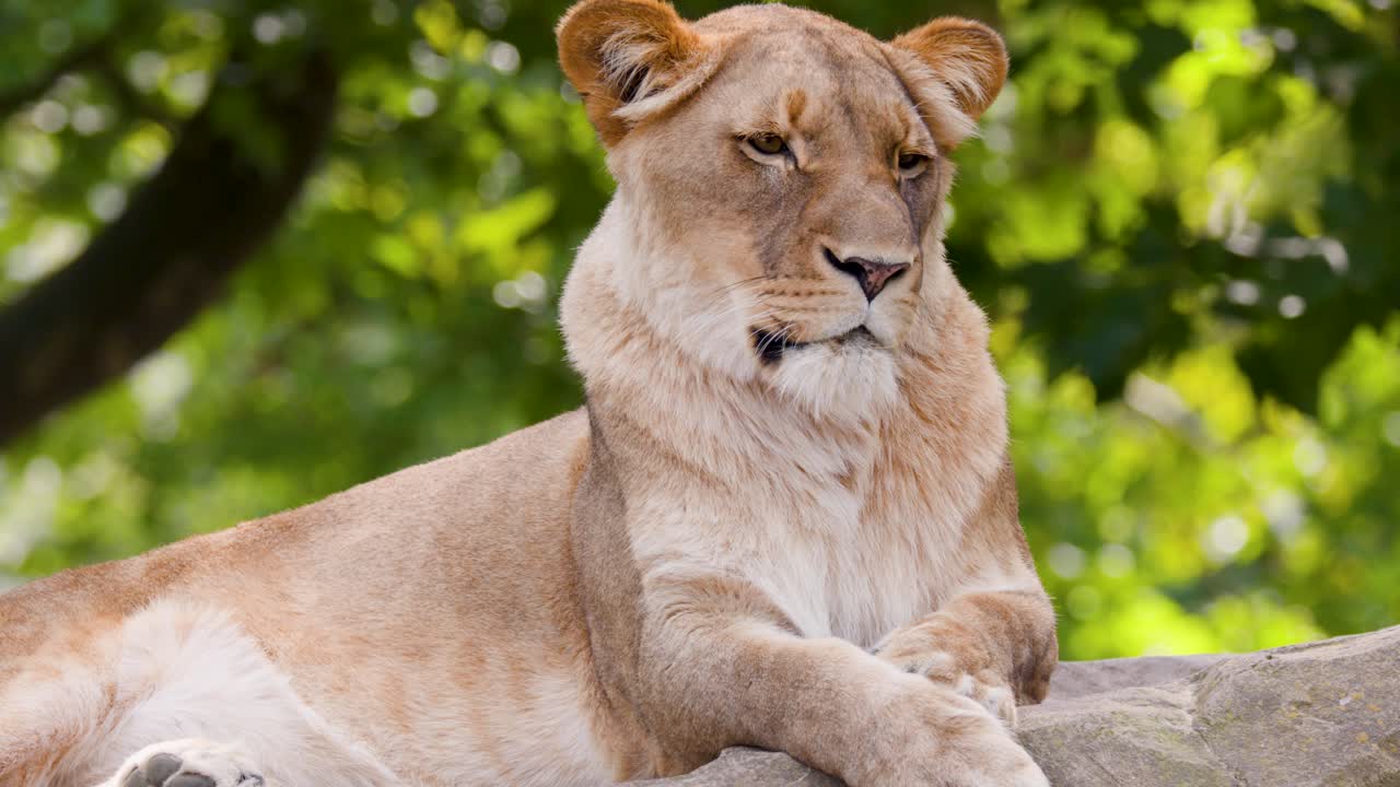 Lioness calmly rests on rocky surface, surrounded by greenery, soft daylight, minimal camera movement