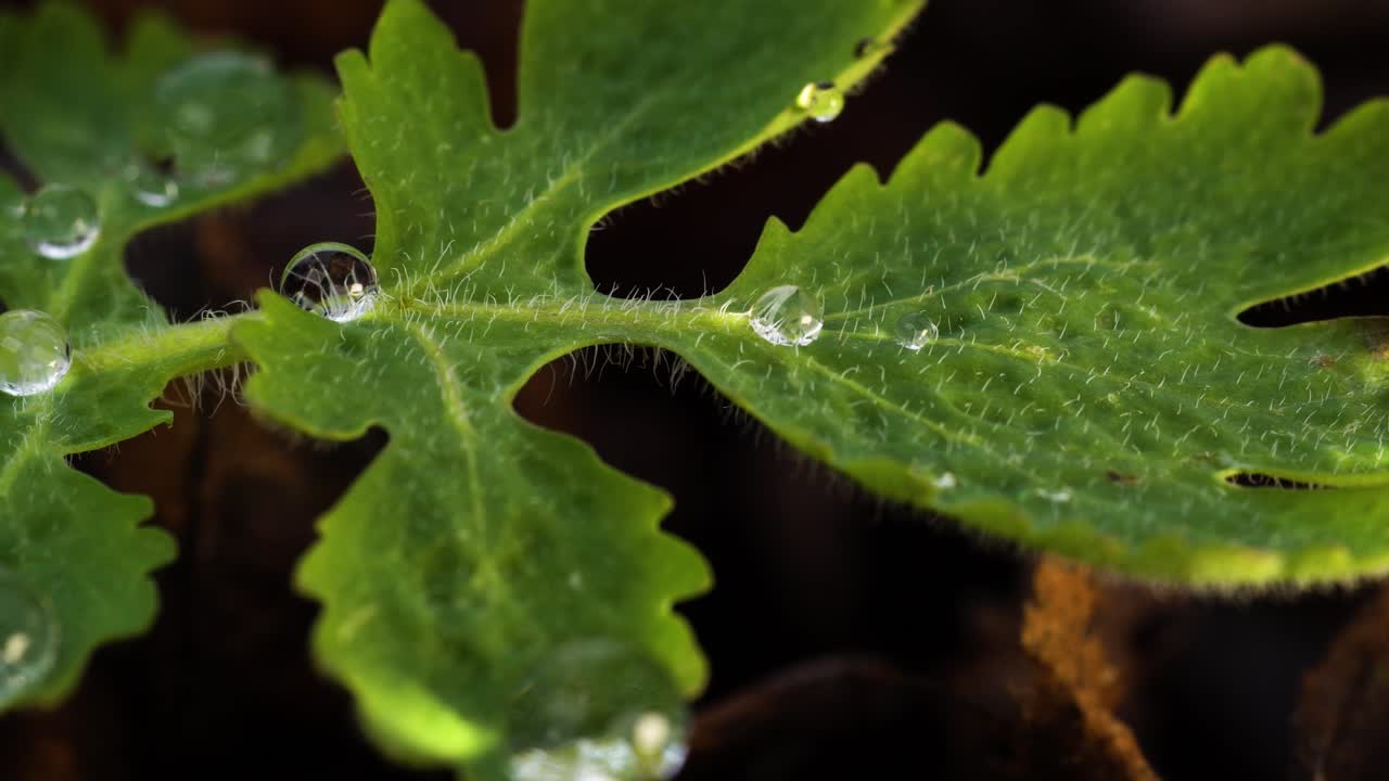 hoja joven de celidonia mayor silvestre decorada con gotas de rocío