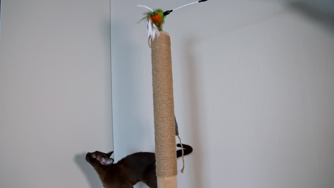 Gattino birmano marrone si allunga e salta per prendere un giocattolo. Bellissimo animale domestico di razza. Il gatto gioca con gioia.