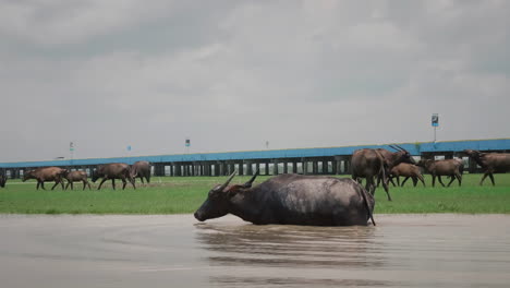 wild buffalo closeup in national park