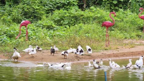 patos y flamencos junto a un estanque
