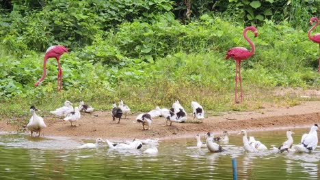 ducks and flamingos by a pond