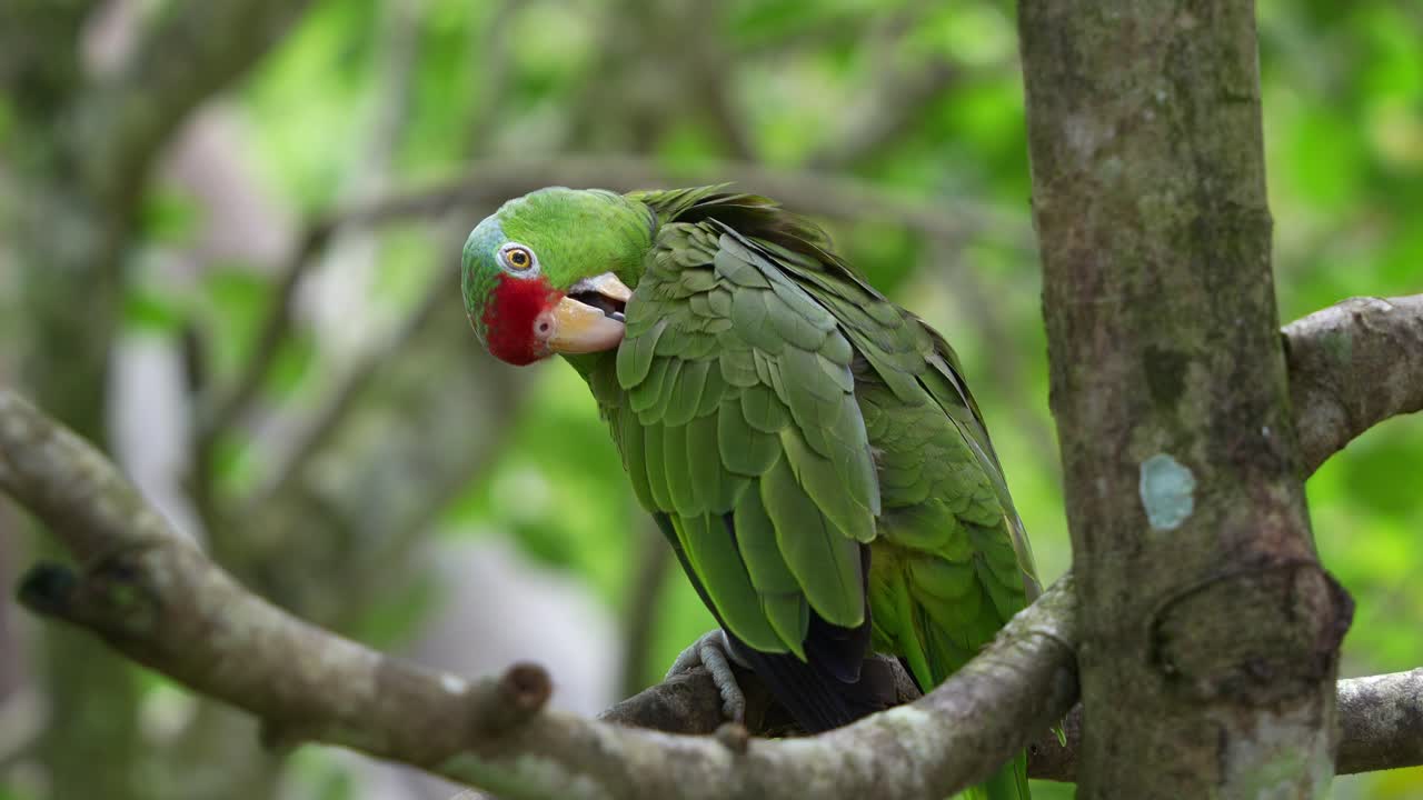 hermosa amazona de corona roja, amazona viridigenalis posada en la rama de un árbol, limpiando y arreglando sus plumas de las alas, una especie de ave en peligro de extinción debido a la destrucción del hábitat y el comercio ilegal de mascotas