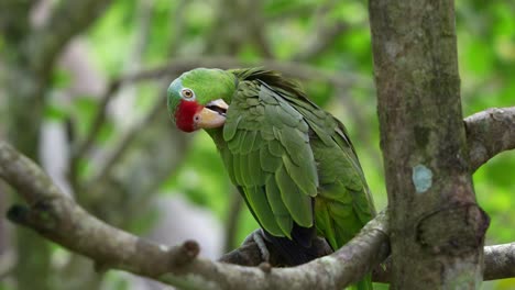 beautiful red-crowned amazon, amazona viridigenalis perched on tree branch, preening and grooming its wing feathers, an endangered bird species due to habitat destruction and illegal pet trade