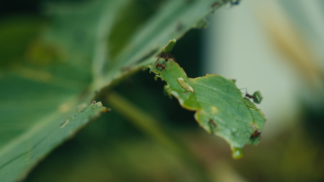 잎 위 에 있는 개미