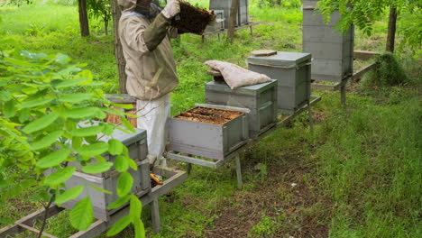 Apicultor-Examinando-Las-Abejas-En-La-Caja-De-Abejas,-Lapso-De-Tiempo