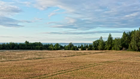 Flying-over-a-yellow-wheat-field-onto-the-blue-sea