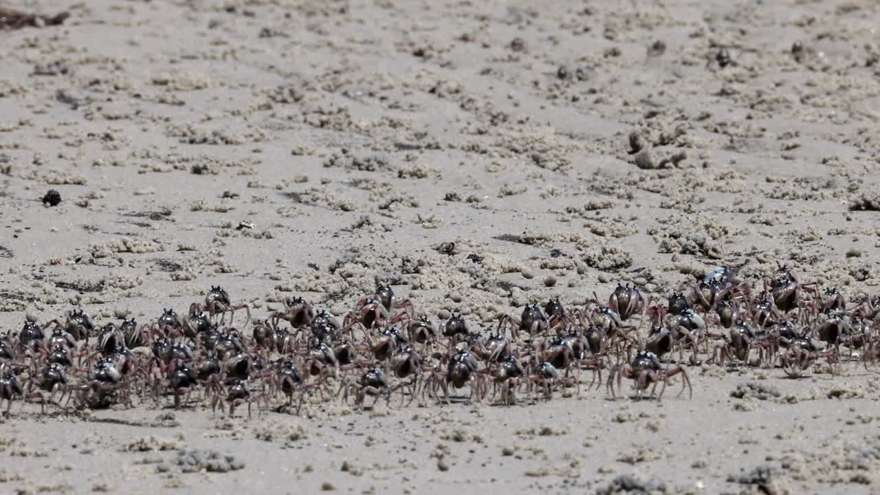 수많은 크래브가 모래 해변을 합동으로 가로질러