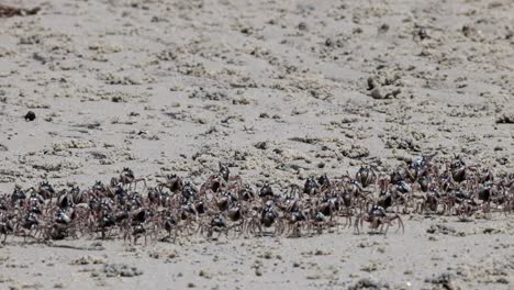 numerous crabs traverse a sandy beach in unison