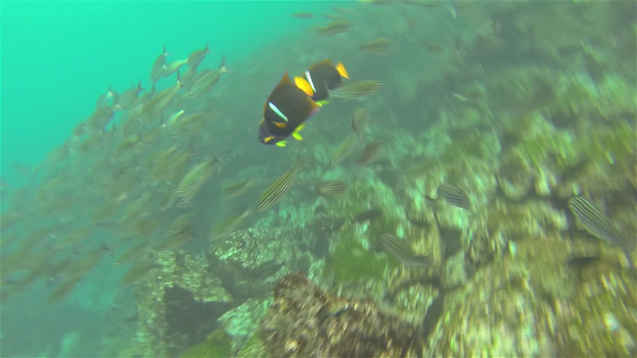 갈라파고스 국립 공원 에콰도르 1의 산티아고 섬에 있는 솜베로 치노에서 검은 줄무늬 살레마와 레이저 외과의의 학교의 수중 영상 1