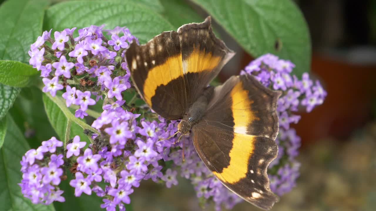 Splendida farfalla monarca che raccoglie polline da un fiore viola e vola via al rallentatore