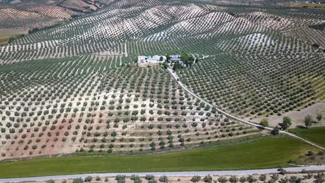 Aerial-view-of-a-farm-surrounded-by-fields-of-olives-in-the-south-of-Spain