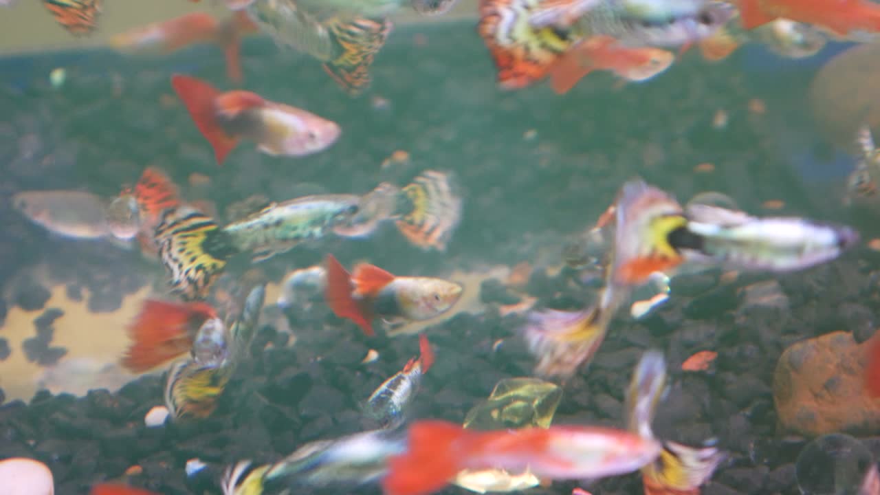 peces de colores
