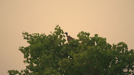 white rumped vulture nesting on a tree during sunset time in ghatigao region of madhya pradesh india