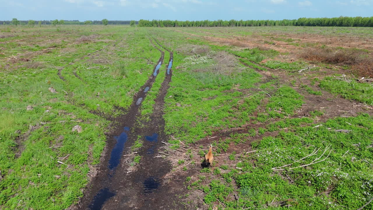 Narrow muddy trail with deep tire marks across a green grassland with running deer.
