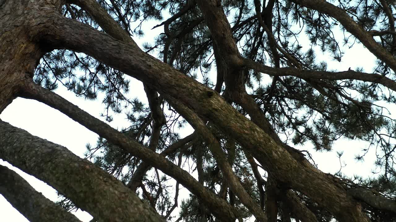 съемка с низкого ракурса с воздуха с помощью тележки, отступая назад по ветвям вечнозеленого дерева