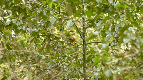 oropéndola coronada de naranja encaramada en un árbol frondoso en panamá