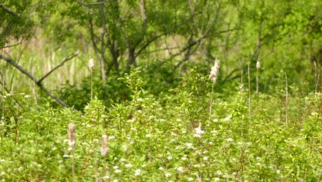 Red-winged-black-bird-taking-flight-from-the-middle-of-the-brush