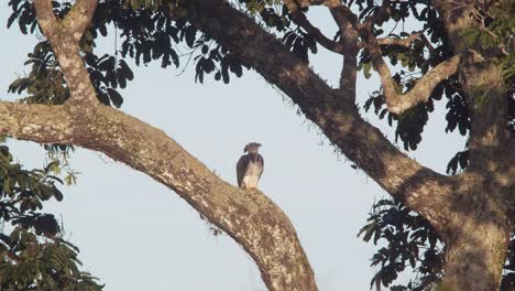 wide shot of harpy eagle preening and flying up in the tree