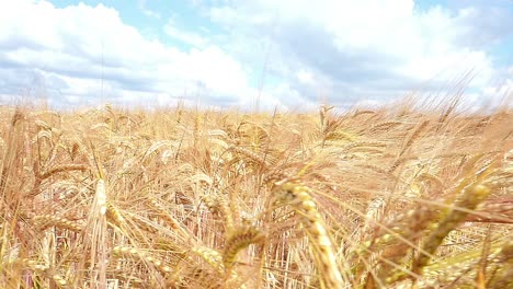 wheat field against a blue sky