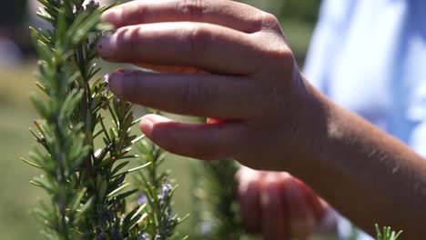 a hand delicately reaches for a fragrant rosemary plant growing in a lush farm setting