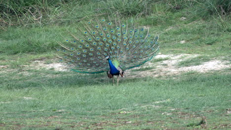 A-peacock-dancing-in-the-late-evening-light-in-the-Chitwan-National-Park-in-Nepal