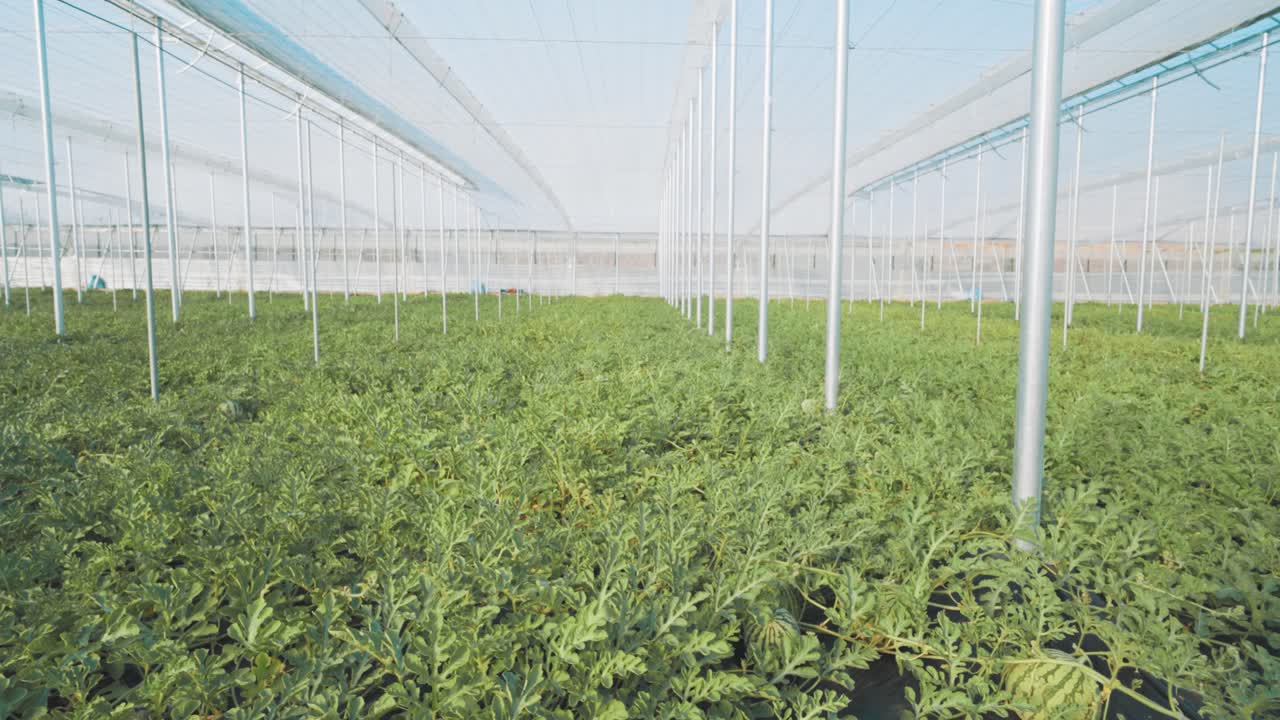 Watermelon plants growing in greenhouse: agriculture and sustainable farming