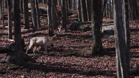 Ciervo-De-Gamo-Caminando-Por-El-Bosque-Mientras-La-Cámara-Pasa-Y-Los-árboles-Pasan-En-Primer-Plano