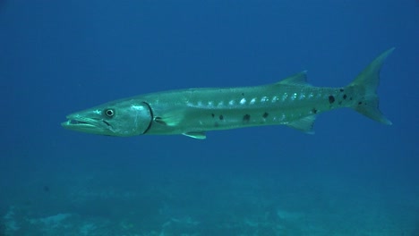 great barracuda swimming in front of camera