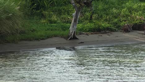 large alligator resting on shore near gatun locks at the panama canal