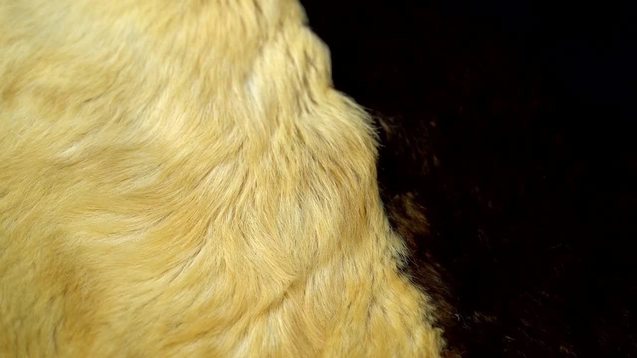 이없는 루프 털 개 피부