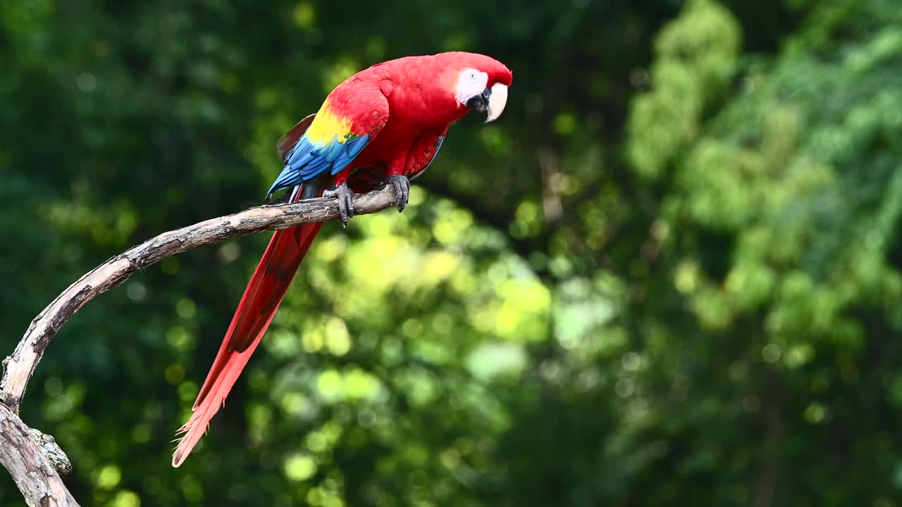 guacamaya roja posada en una rama, costa rica