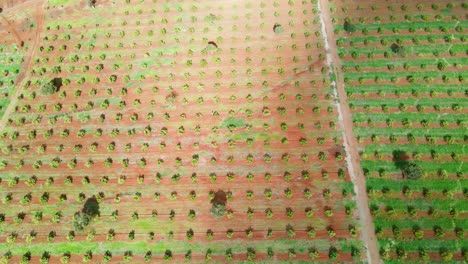 smart agriculture technology- aerial drone view of avocado farm in kenya