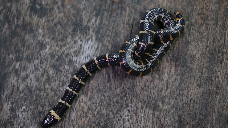 Red-tailed Pipe Snake, Cylindrophis ruffus, rested on a wooden floor and looped in a figure of eight knot undoing itself and moving out of the frame