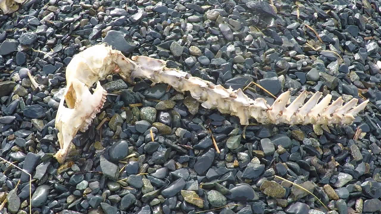el cráneo, el cuello y la columna vertebral de un ciervo muerto que se encuentra en el desierto de alaska