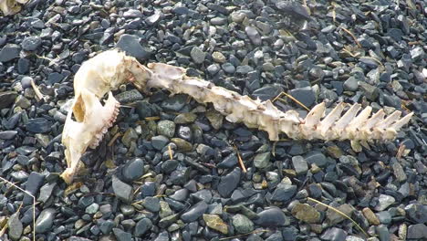 the skull, neck, and spinal column of a dead deer as found in the wilderness of alaska