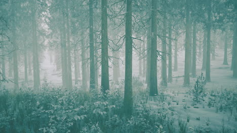 snowy mist-shrouded winter forest