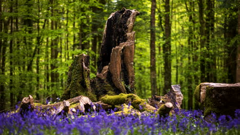 Lapso-De-Tiempo-Del-Bosque-De-Campanillas-Durante-La-Primavera-En-El-Parque-Natural-De-Irlanda