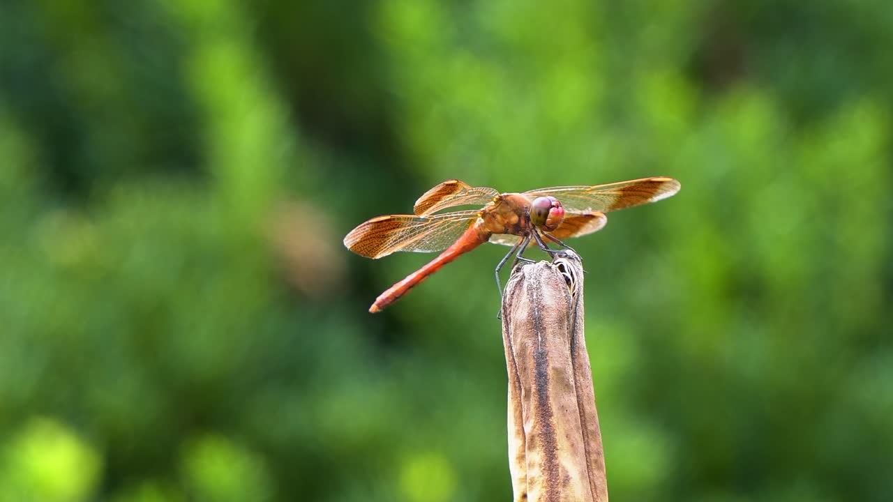 libélula roja sentada en un tallo de planta podrida, corea del sur, primer plano sobre fondo borroso