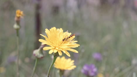 Imágenes-De-Primer-Plano-De-Una-Flor-De-Gerbera-Aislada-Con-Un-Insecto-Amarillo-En-Ella