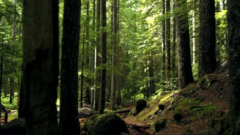 La-Cámara-Se-Desplaza-Hacia-La-Profundidad-De-Un-Bosque-Montañoso-Que-Presenta-Una-Densa-Vegetación-Y-Un-Hermoso-Arroyo-Que-Fluye-A-Través-De-él,-Lo-Que-Lo-Convierte-En-Un-Destino-Vacacional-Perfecto