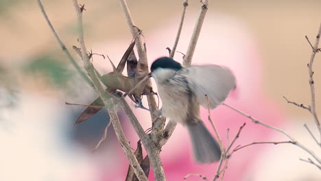 coal tit or cole tit pick up dry seed pods with beak on a tree in winter park - close-up