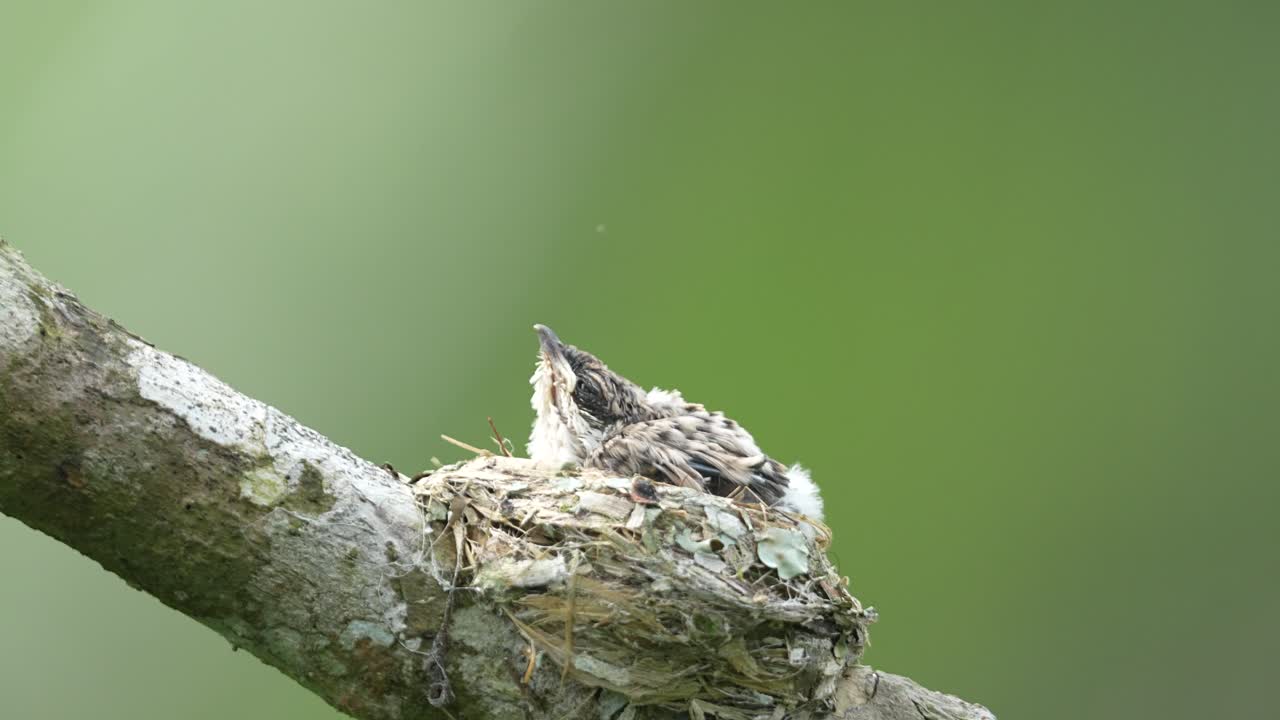 Black-winged Flycatcher-shrike chick resting in a small, cup-shaped nest, seemingly made of light-colored plant fibers, situated on a sturdy tree branch