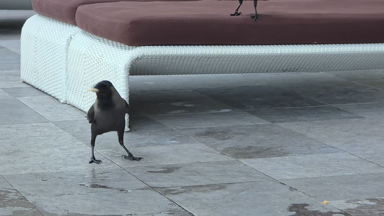 House crow (Corvus splendens), also known as the Indian, greynecked, Ceylon or Colombo Crow Eating Bread Thrown By Somebody Next to Sun Bed